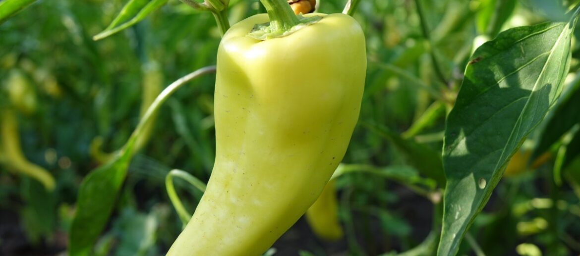 Grüner Pfeffer aus dem Growbox Komplettset