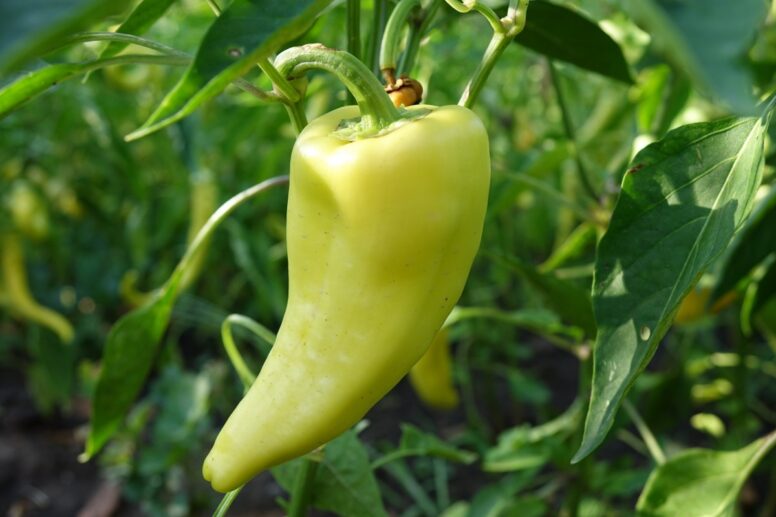 Grüner Pfeffer aus dem Growbox Komplettset