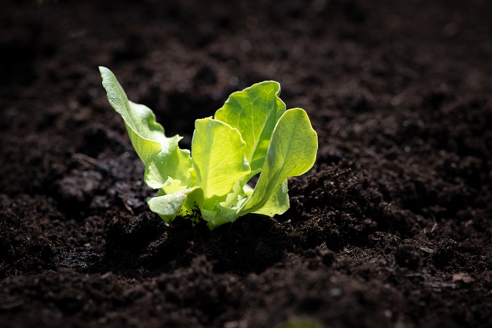 Spinat aus dem Growbox Komplettset