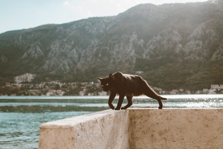 Katze auf einem Betonzaun